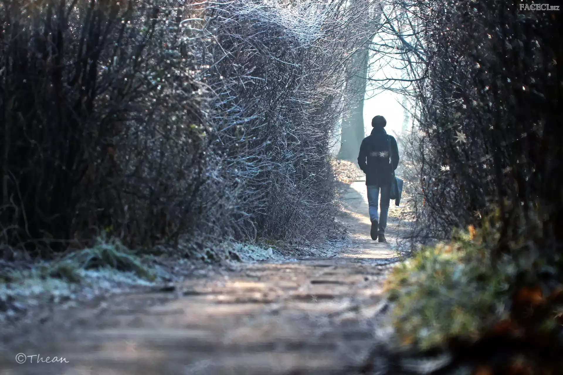 Dróżka, Mężczyzna, Zima, Młody
